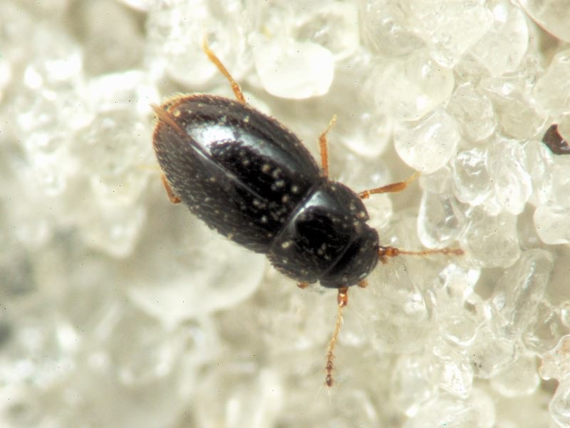 Ptenidium Erichson, 1845